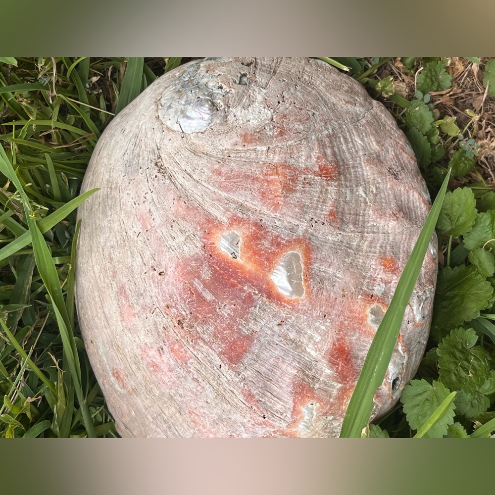Natural Authentic Large Abalone Sea Shell - Picture 3 of 6